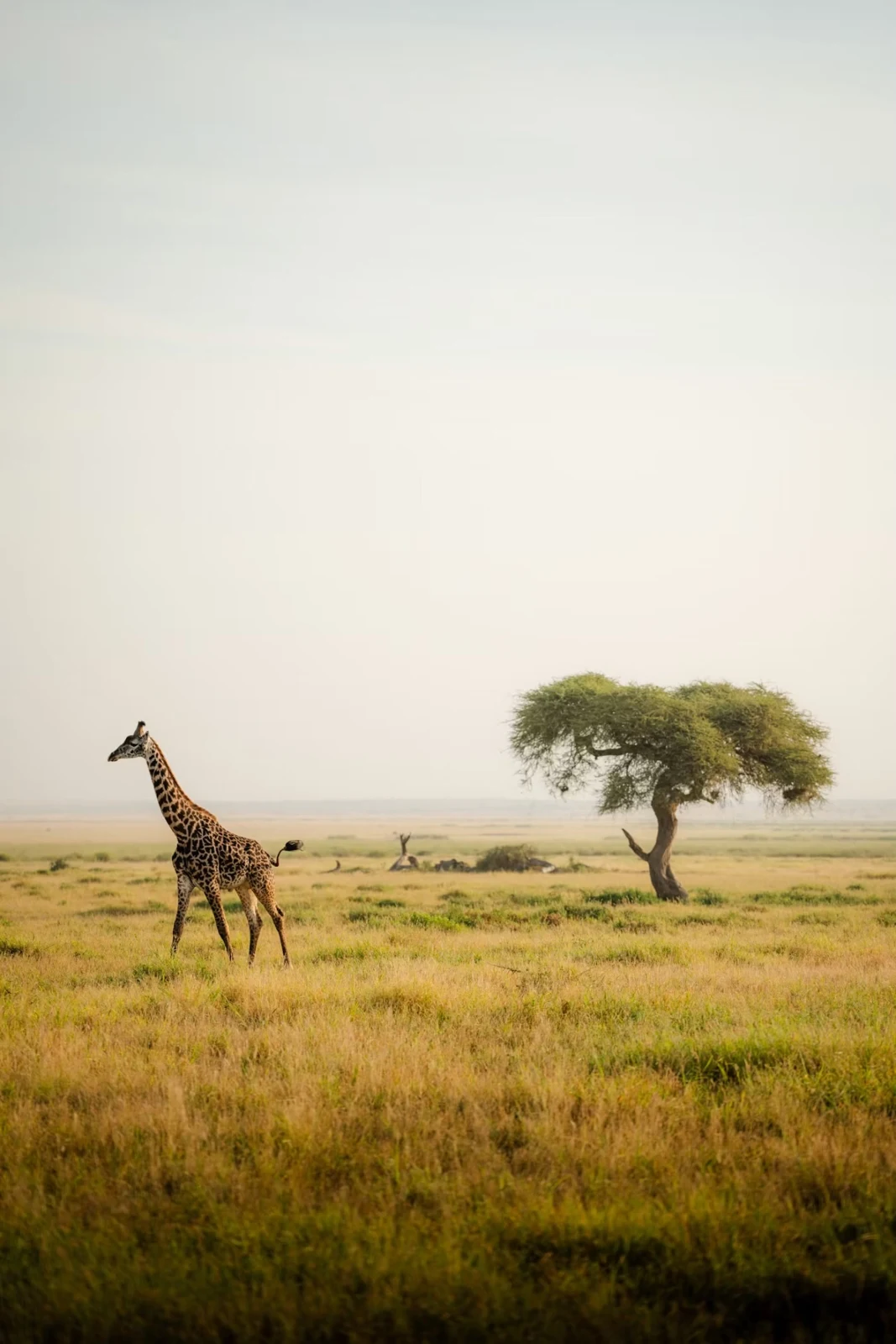 Africa travel destination